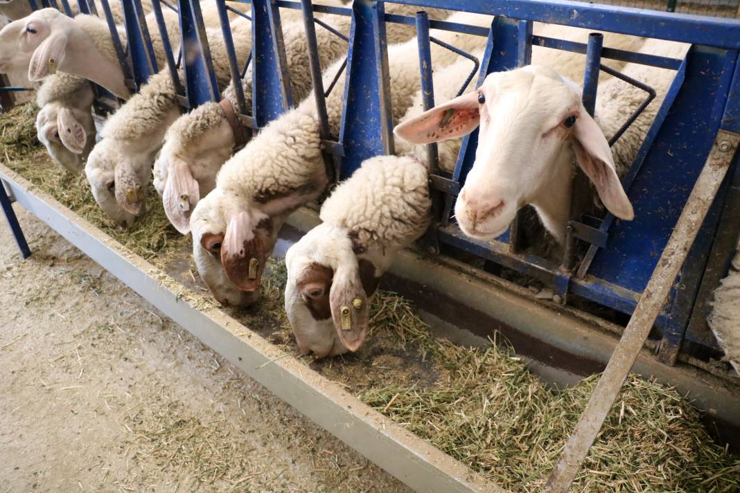 Konya'da hayalini kurdu, kendi işinin patronu oldu 5